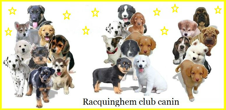 index - racquinghem-club-canin index - racquinghem-club-canin